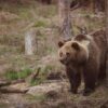 Un ours brun de 360 kg reçoit la plus grande couronne dentaire jamais fabriquée